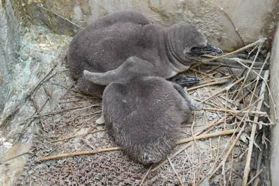 ペンギンの巣立ちは生後2か月！冬の動物スナップ