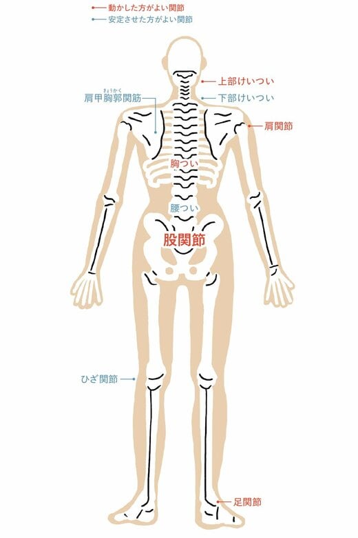 関節は、動かした方がよい関節と、安定させた方がよい関節がある