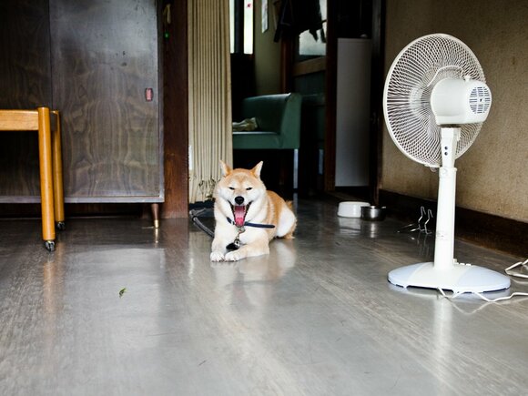 犬の睡眠時間は1日12時間以上なのでまだまだ眠たげ