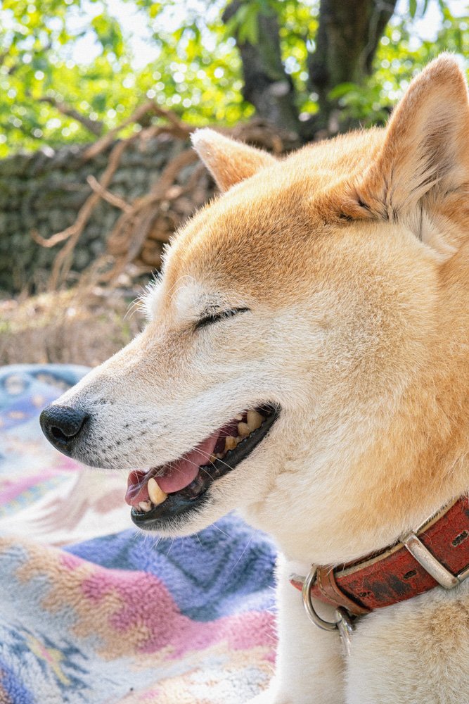 犬のお茶目すぎるセブンルール ご飯 散歩 そして お尻 Inubot回覧板 Esseonline エッセ オンライン