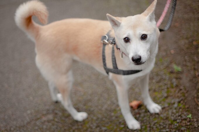 カメラ目線のキメ顔