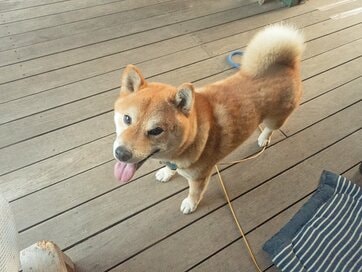 年下柴犬との再会&2匹散歩。犬自作の「秘密基地」の出来栄えに感動…！