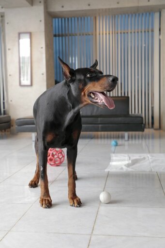 すまいの話しませんか 野村純一郎さん ドーベルマンのカールくん