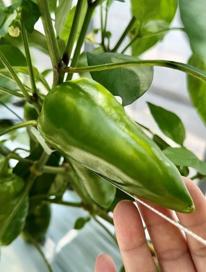 肉づきのいいピーマン