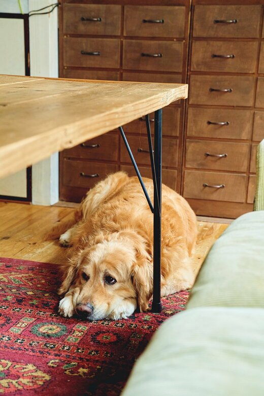 リビングの床で昼寝する犬