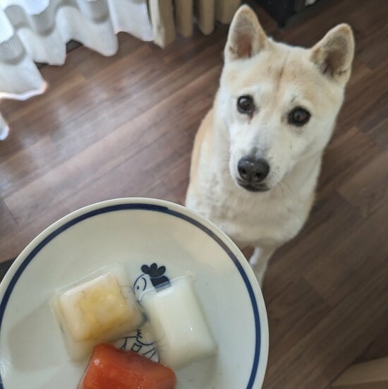 ゼリーに興味を示すふうちゃん