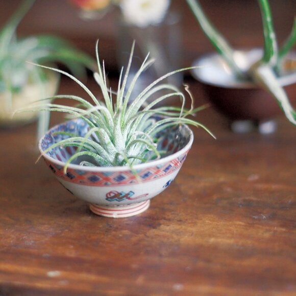 小ぶりのエアプランツをコロンとのせて飾っています