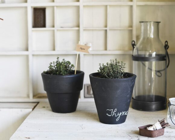 「タイム」の育て方