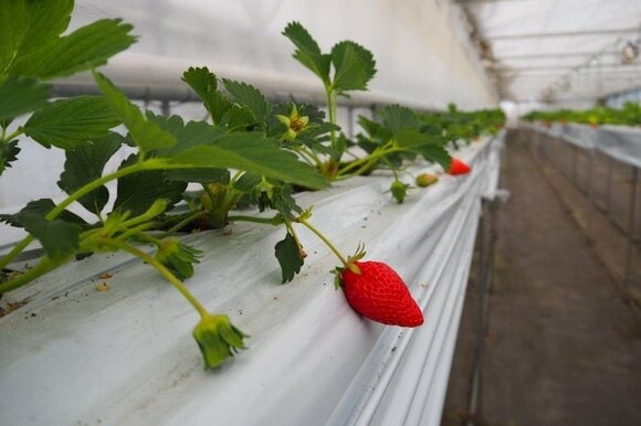 子どもから大人まで人気のフルーツ、イチゴ
