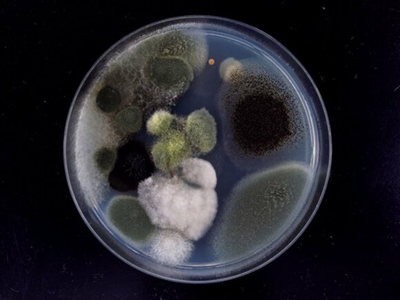 ゲタ箱内の土ボコリからアオカビなどを検出