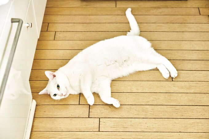 猫