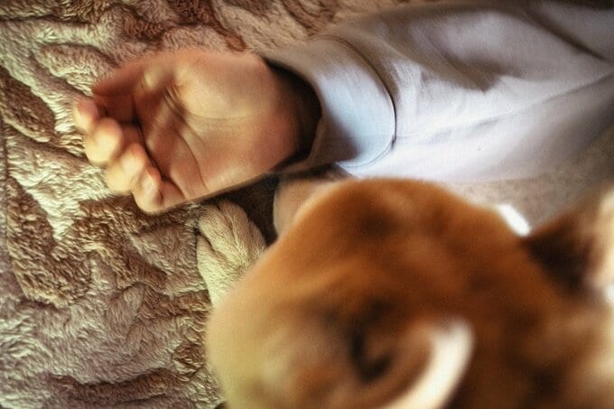 昼寝する犬のようす