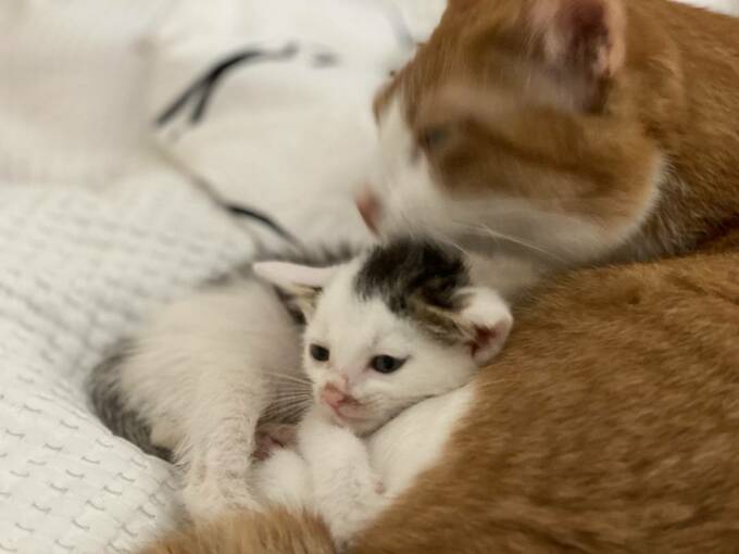 猫と子猫