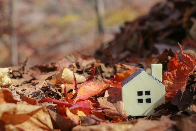 敷地や隣地に樹木の多い場合は要注意