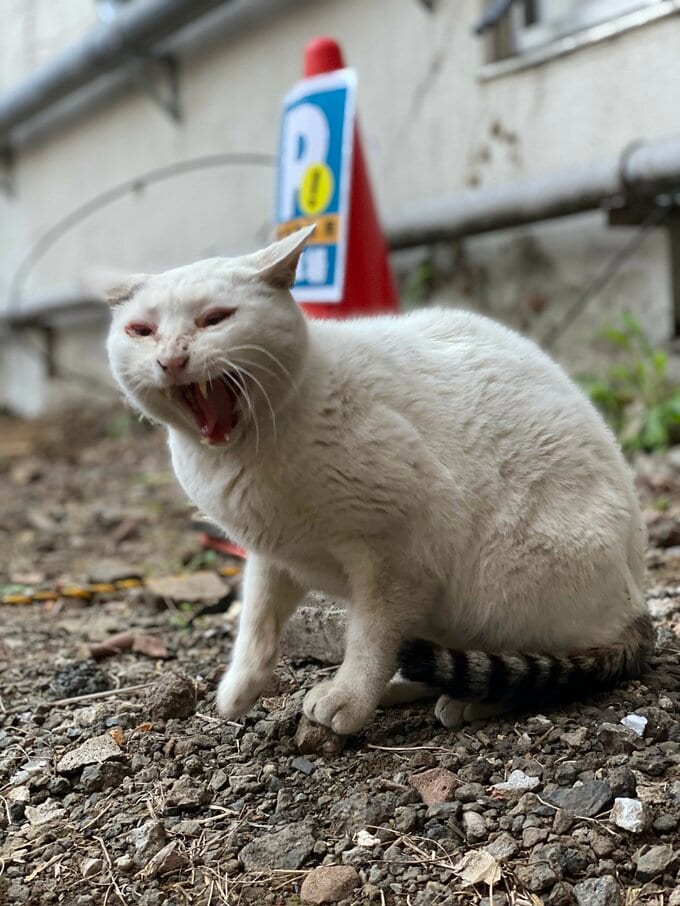怒る猫