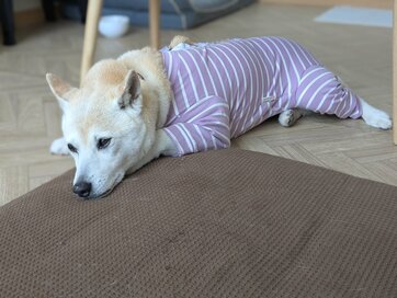 保護犬がわが家に来て約10年、初めての長袖服に大暴れ。「よかれと思って買ったのに…」