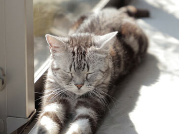 【マンションリノベ事例】猫と仲良く暮らせる、本棚と一体化したキャットウォークのある家