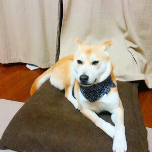 座イスの上のふうさま