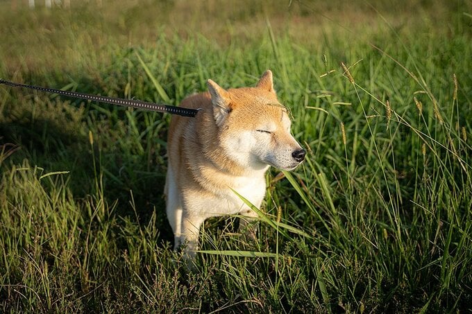 犬にとっても住みよいうちづくり