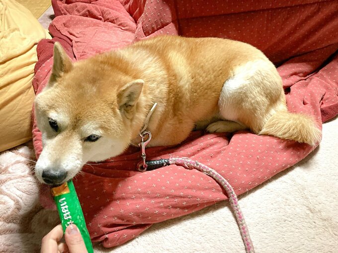 ちゅーるを食べる犬