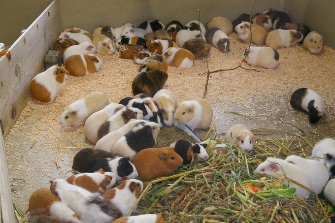 たくさんのモルモット