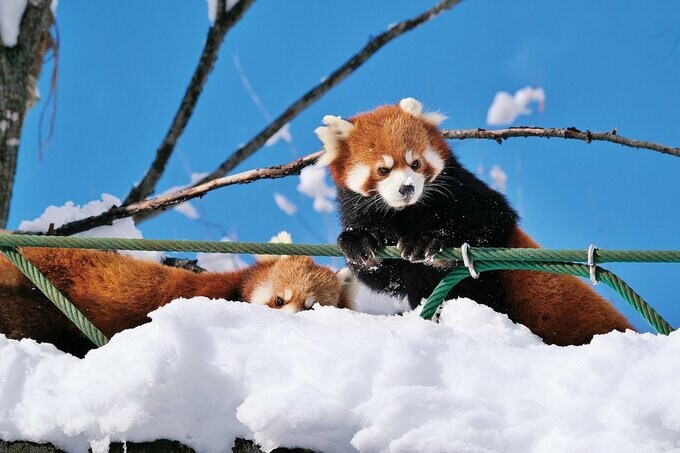 レッサーパンダの写真