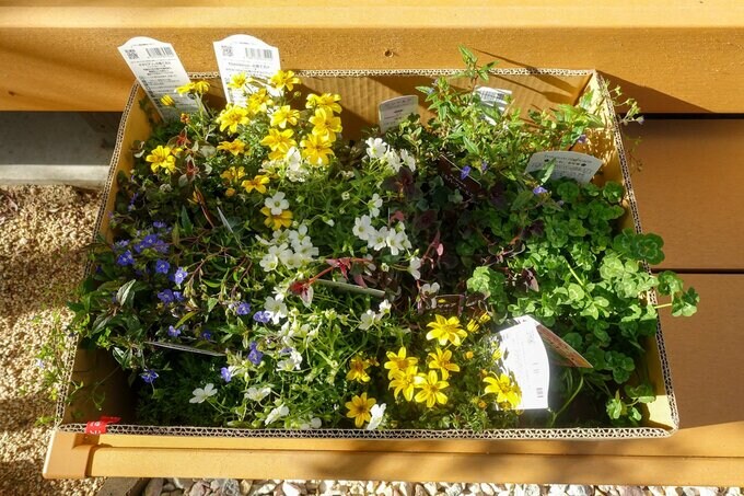 ビーダンス、アレナリアホワイサマー、ベロニカオックスフォード