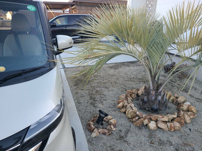 クルマを傷つけるココスヤシ