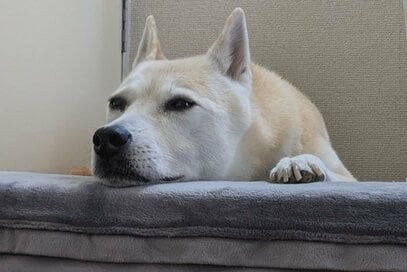 保護犬と暮らして早9年。言葉は違えど「通じ合っている」と感じる瞬間