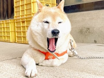 犬の10回目の誕生日。小さな前足に背中を押されて決断したある日のこと