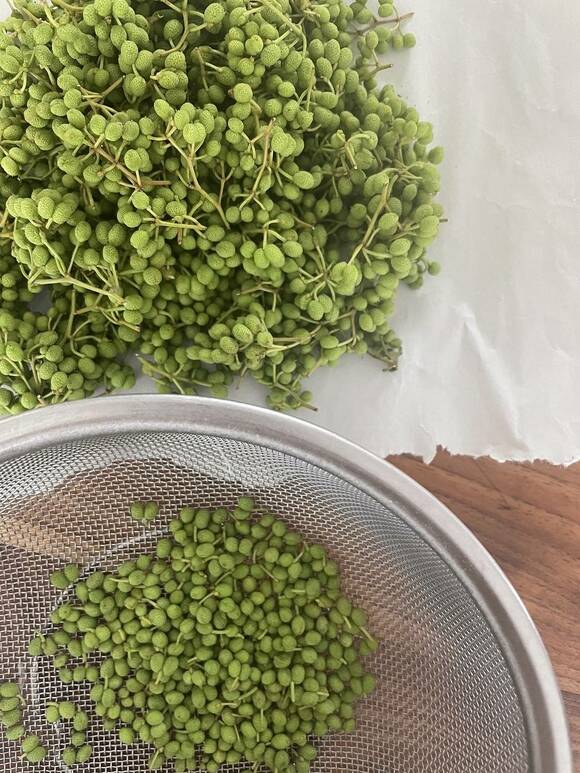 山椒の枝から実を外す