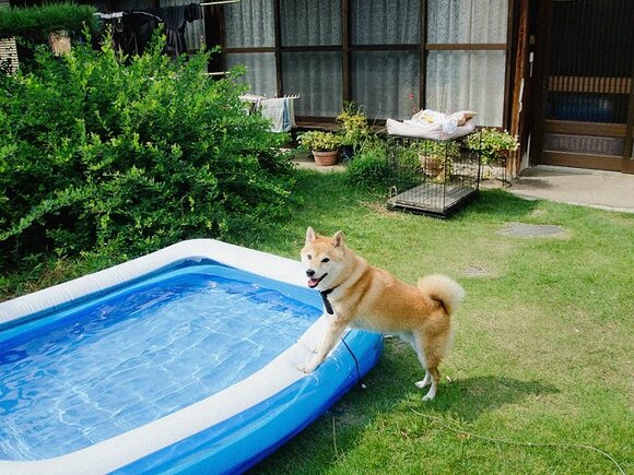 昼下がりからプールをしてみた。