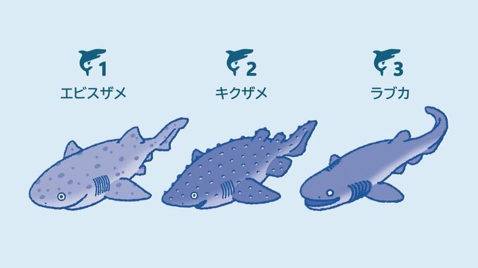 カグラザメ目とそうではないサメ