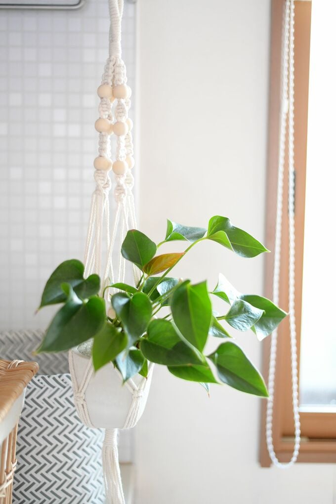 吊るしたグリーン