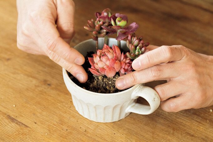 多肉植物を植える