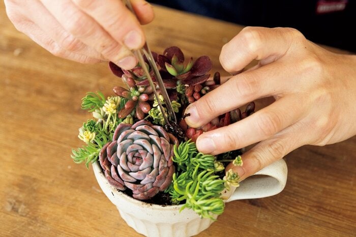 失敗しない「多肉植物の寄せ植え」。マグカップで手軽につくれる 失敗しない「多肉植物の寄せ植え」。マグカップで手軽につくれる