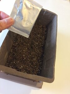 そして、いよいよ種まき!