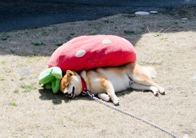 ＜inubot回覧板＞第4回　自由すぎる犬の寝相。思わず時間を忘れます