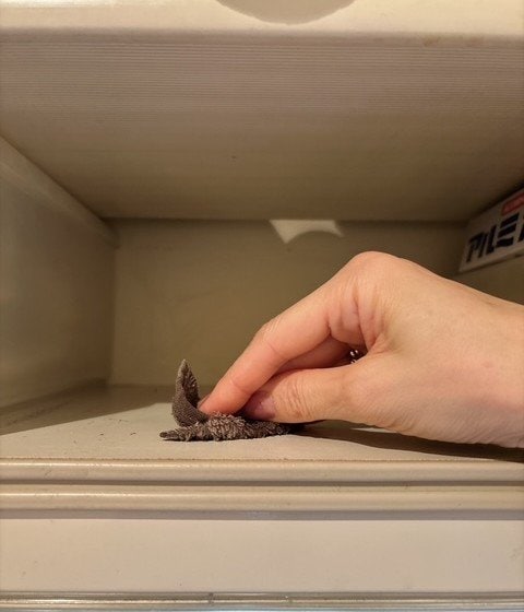 ふき掃除