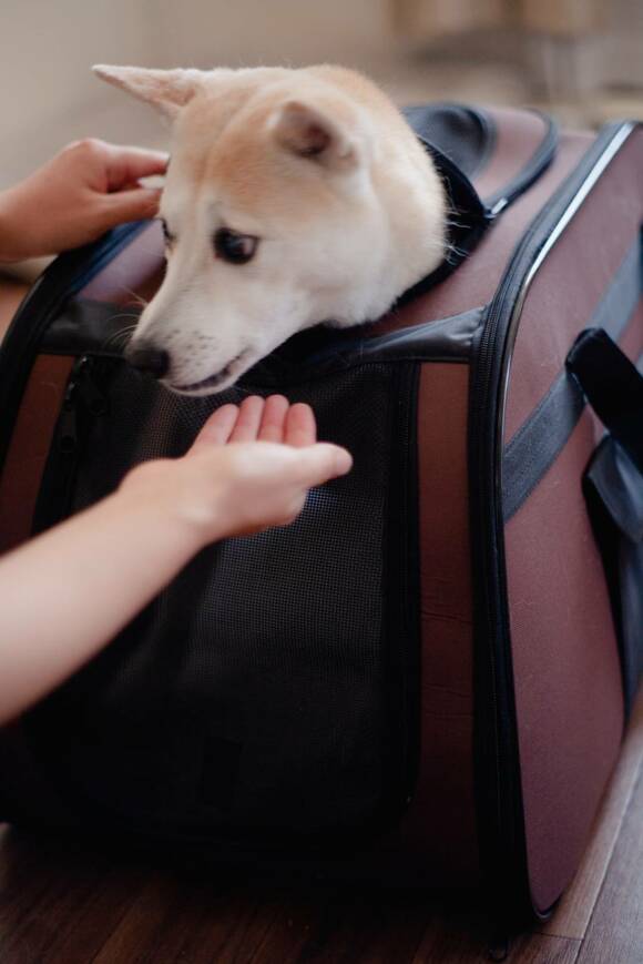 キャリーケースから顔を出す犬