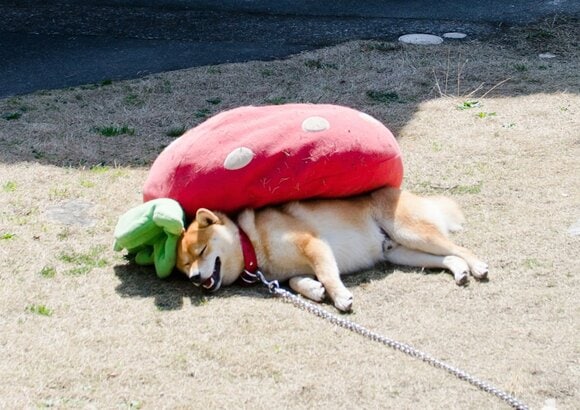 犬の上にイチゴのクッションが