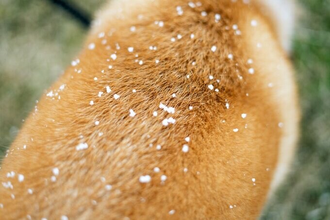 犬の背中に雪