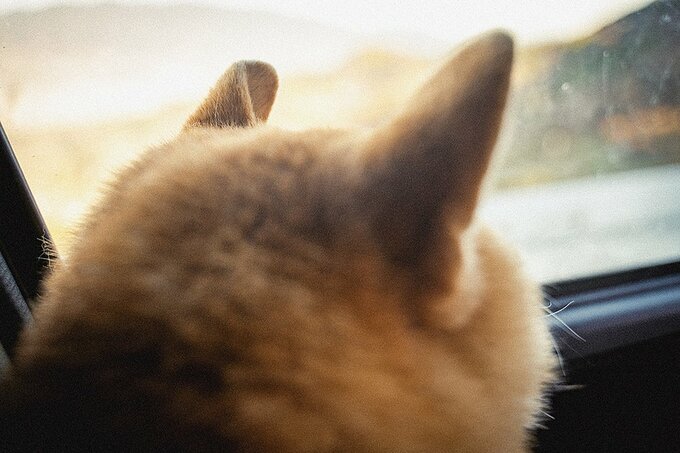 犬の耳が窓で折り返されている