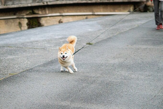 リードをつけて向かってくる犬