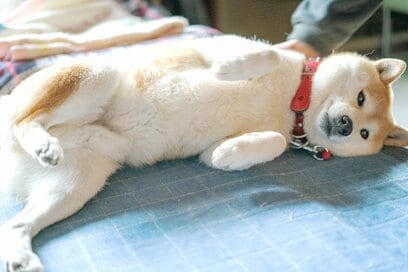 犬の「甘え」の美学。飼い主の足の間で眠りについて…そんな夜に思うこと