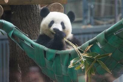 シャンシャン今までありがとう！かわいすぎて困る写真17枚