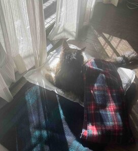 高齢保護猫を飼うときに知っておくべきだったこと。元気に見えていたけど、じつは…