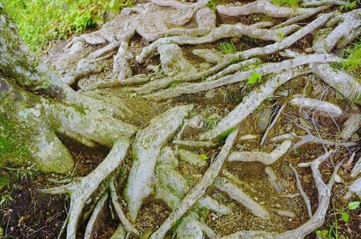 木の根