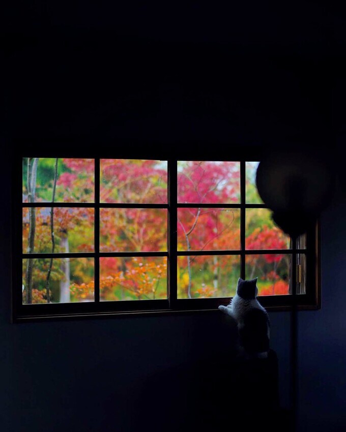 庭の紅葉した木々を窓越しに見ているシーン