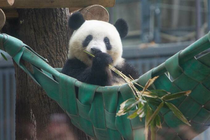 ハンモックに揺られるパンダ